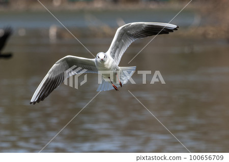 The European Herring Gull, Larus argentatus is a large gull. Here flying in the air. The European Herring Gull, Larus argentatus is a large gull. Here flying in the air. 100656709