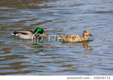Wild duck or mallard, Anas platyrhynchos swimming in a lake in Munich, Germany 100656718