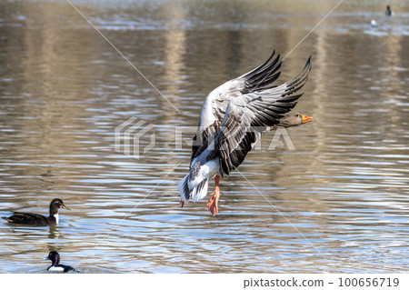 The greylag goose, Anser anser is a species of large goose 100656719