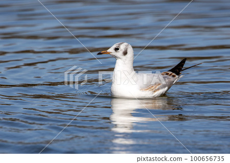 The European Herring Gull, Larus argentatus is a large gull 100656735