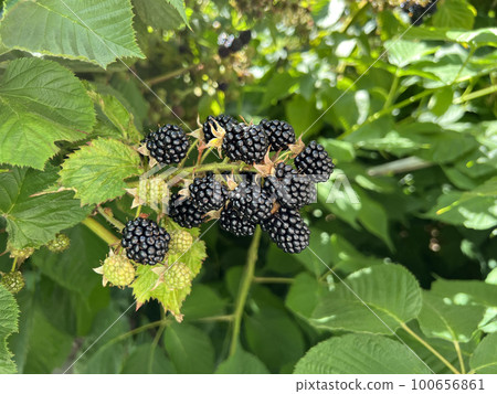 Fresh blackberries in the garden. A bunch of ripe blackberry fruits on a branch with green leaves. 100656861