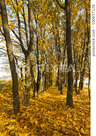 autumn landscape of autumn leaves-照片素材（圖片