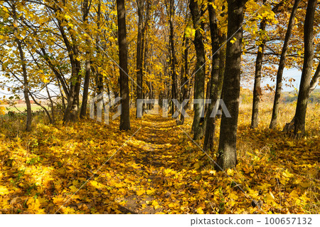 autumn landscape of autumn leaves autumn landscape of autumn leaves 100657132