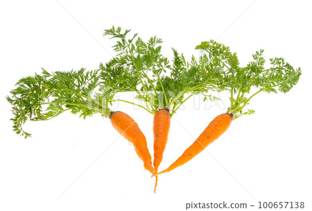 carrot with leaves isolated 100657138