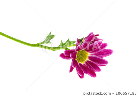 chrysanthemum isolated 100657185