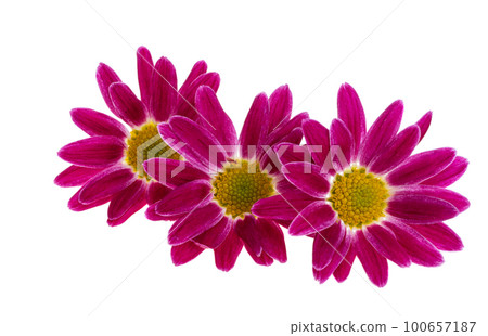 chrysanthemum isolated chrysanthemum isolated 100657187