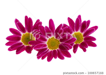 chrysanthemum isolated chrysanthemum isolated 100657188