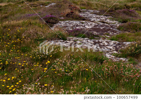 Colorful wildflowers grow on stony Irish soil, picturesque landscape. Beautiful plants common in southern Ireland. Northern European vegetation. Colorful wildflowers grow on stony Irish soil, picturesque landscape. Beautiful plants common in southern Ireland. Northern European vegetation. 100657499