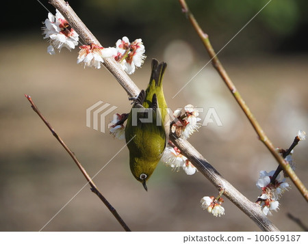 White-eye eating nectar from plum blossoms in full bloom against a blue sky background 100659187