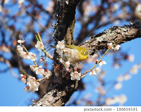 White-eye eating nectar from plum blossoms in full bloom against a blue sky background White-eye eating nectar from plum blossoms in full bloom against a blue sky background 100659191