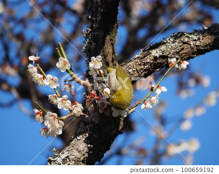 White-eye eating nectar from plum blossoms in full bloom against a blue sky background 100659192