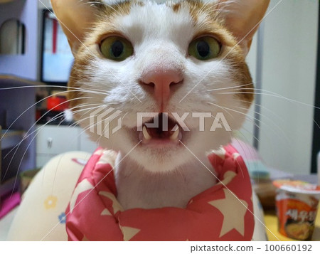 cat cat 100660192