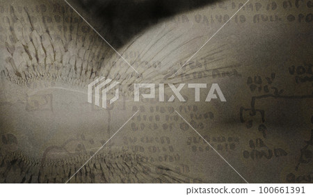 Angel wings Angel wings 100661391