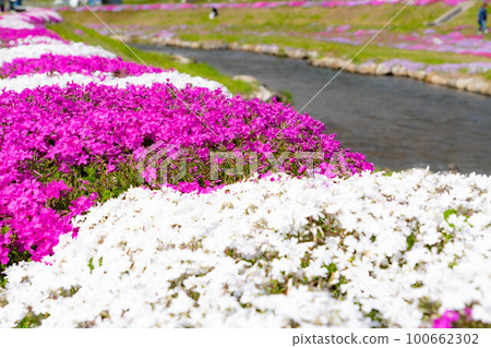 [春季材料]大町市野口川的苔蘚福祿考[長野縣] 100662302