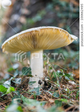 Ripe mushroom in summer forest scene close up. Mushroom macrophoto. Natural mushroom growing and pick up. Ecotourism activity. 100662495