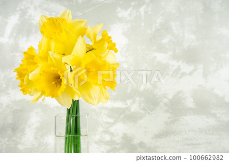 Bouquet of yellow daffodils, narcissus in vase on white plaster background with copy space 100662982