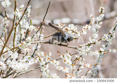 [Bulbul] 前來拜訪梅樹的鸕鶿 100663006