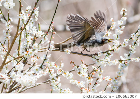 [Bulbul] 前來拜訪梅樹的鸕鶿 100663007