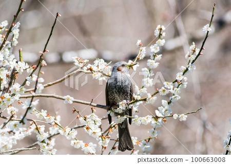 [Bulbul] 前來拜訪梅樹的鸕鶿 100663008