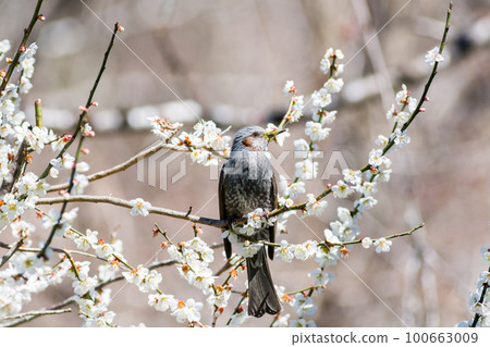 [Bulbul] The cormorant that came to visit the plum tree 100663009