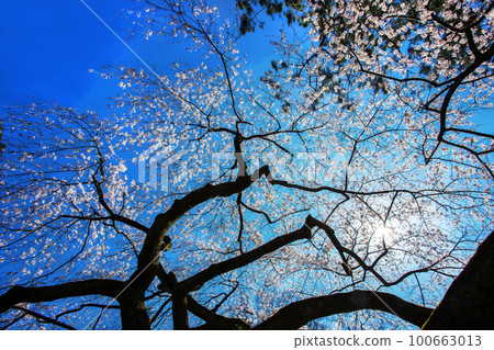 First Cherry blossoms of somei-yoshino  in Kyoto  March 26. Yoshino variety of cherry tree with wondeful white blossoms in Kyoto 100663013
