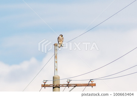 [Peregrine Falcon] A falcon resting on a utility pole 100663404