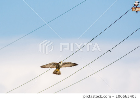 [Peregrine Falcon] A falcon landing on a utility pole 100663405