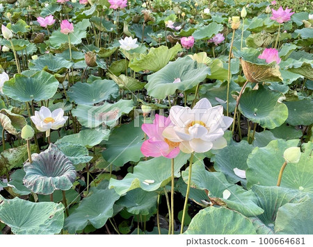 beautiful blooming lotus flower beautiful blooming lotus flower 100664681