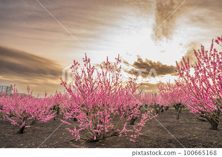 "Saitama Prefecture" Peach field in full bloom and evening view 100665168