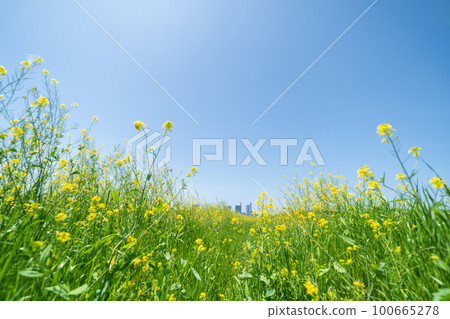 春天的“埼玉縣”芝川和埼玉新都心盛開的油菜花 100665278