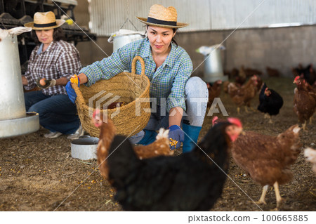 Asian woman feeding hens in chicken coop 100665885