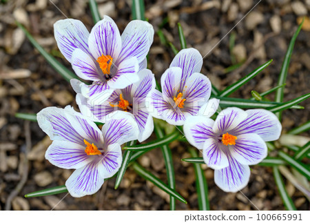 Crocuses in bloom. Close up of the head of several crocuses or croci. Macro photography of white and purple flowers in Beckenham, Kent, UK. Crocuses in bloom. Close up of the head of several crocuses or croci. Macro photography of white and purple flowers in Beckenham, Kent, UK. 100665991