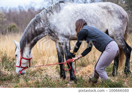 hispanic mid woman rider grooming and cleaning an andalusian pure spanish horse. equine care hispanic mid woman rider grooming and cleaning an andalusian pure spanish horse. equine care 100666080