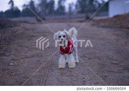 small pet dog in countryside wearing fashion dress clothes. copy space in background small pet dog in countryside wearing fashion dress clothes. copy space in background 100666084