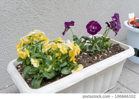 pansy planter pansy planter 100666102