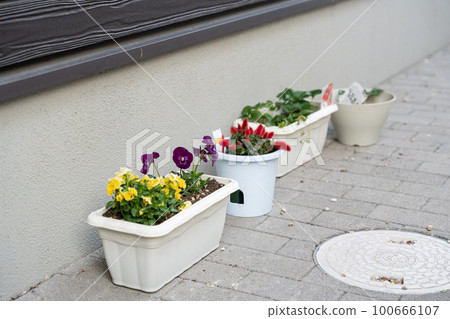 pansy planter 100666107