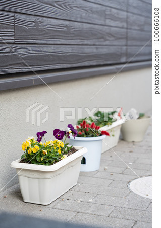 pansy planter 100666108