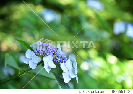 Hydrangea Hydrangea 100666300