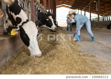 Asian woman preparing hay for cows in livestock stall 100666312