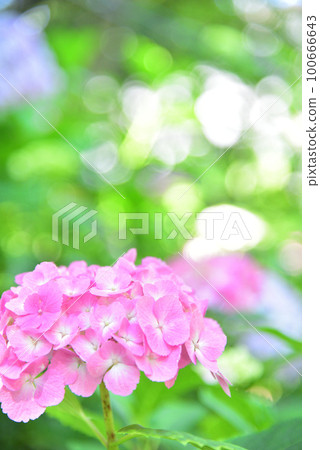 Hydrangea Hydrangea 100666643