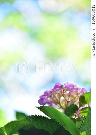 Hydrangea Hydrangea 100666812