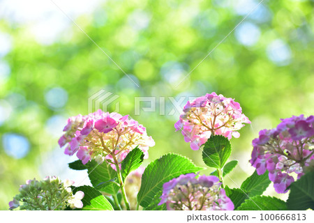Hydrangea Hydrangea 100666813
