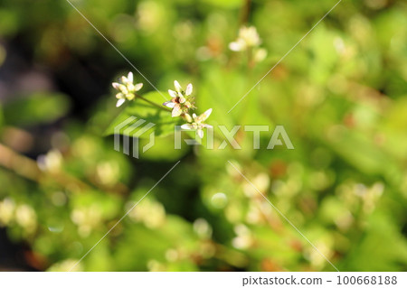米佐巴的花蕾 米佐巴的花蕾 100668188