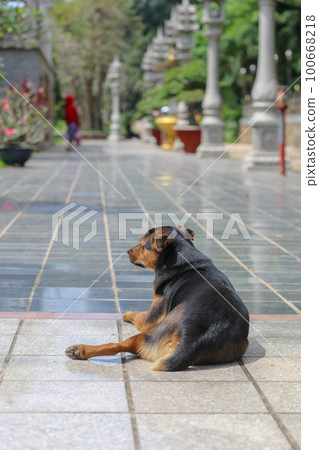 The black and yellow dog is lying outside the corridor of Buu Long Pagoda, Ho Chi Minh City The black and yellow dog is lying outside the corridor of Buu Long Pagoda, Ho Chi Minh City 100668218