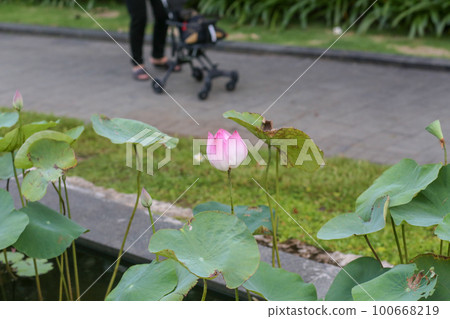 Closeup of pink lotus on the Nguyen Hue pedestrian street in Ho Chi Minh City Closeup of pink lotus on the Nguyen Hue pedestrian street in Ho Chi Minh City 100668219