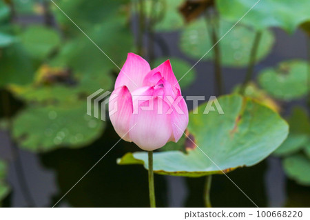 Closeup of pink lotus on the Nguyen Hue pedestrian street in Ho Chi Minh City 100668220