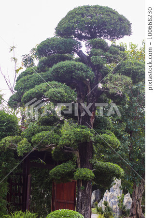 Close-up of arhat pine or Podocarpus macrophyllus tree at Japanese park, Vinhome central park, Ho Chi Minh City Close-up of arhat pine or Podocarpus macrophyllus tree at Japanese park, Vinhome central park, Ho Chi Minh City 100668230