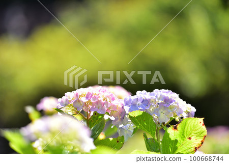 Hydrangea Hydrangea 100668744