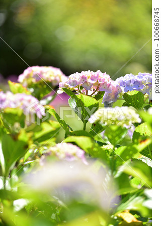Hydrangea Hydrangea 100668745