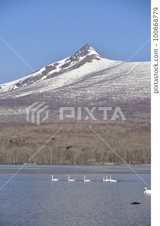 北海道七飯町東大沼初春的駒岳雪景和天鵝拍攝 北海道七飯町東大沼初春的駒岳雪景和天鵝拍攝 100668779
